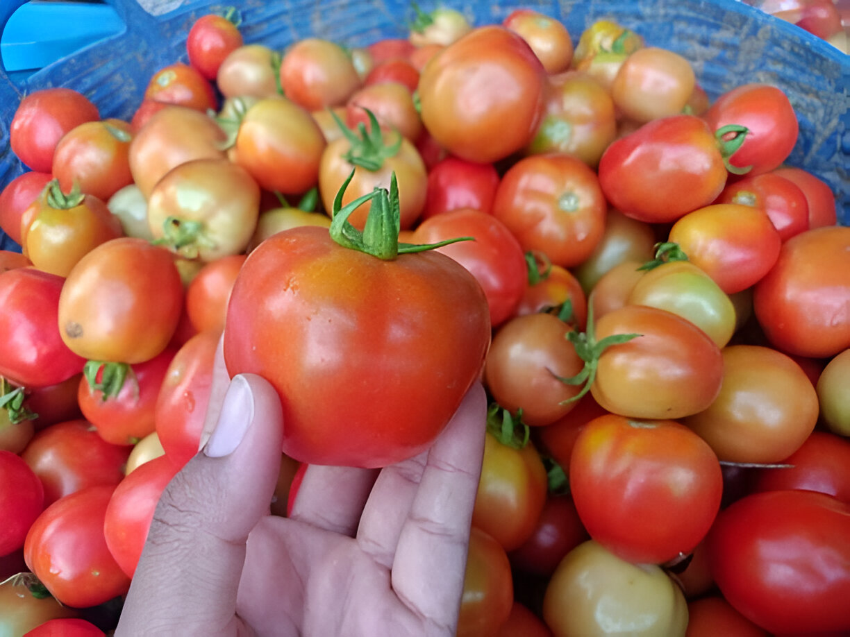 Kolar Red Gold Tomatoes